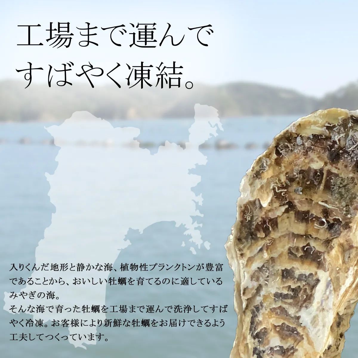 みやぎの牡蠣をすばやく凍結