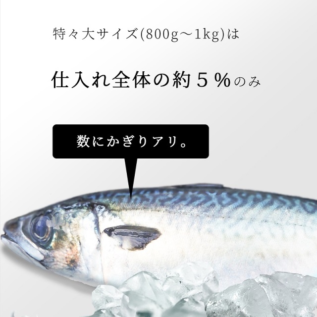 さばのサイズについて