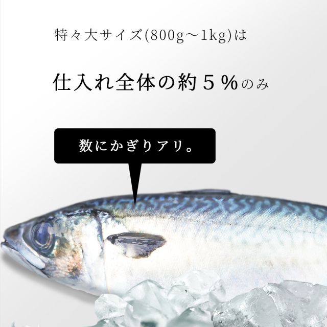 金華さばサイズ
